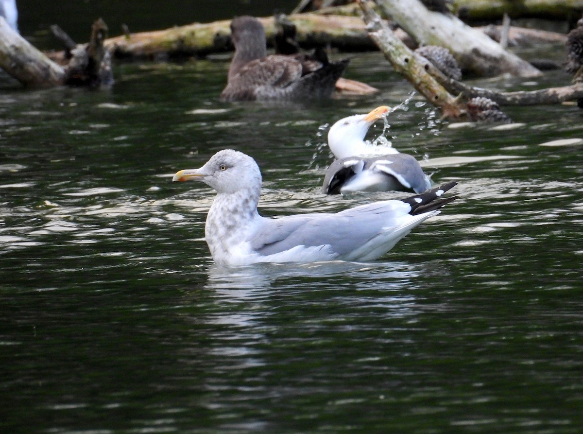 American Herring Gull - ML644397457