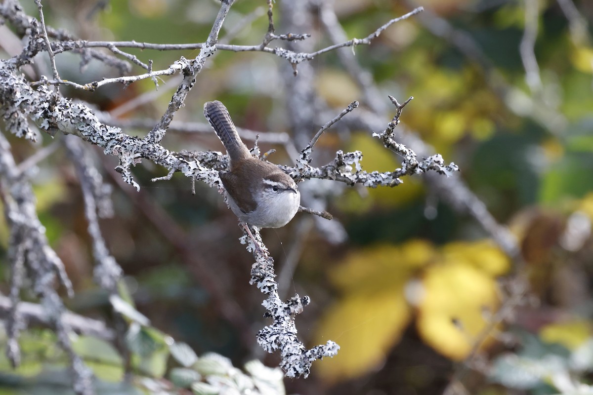 Bewick's Wren - ML644397458