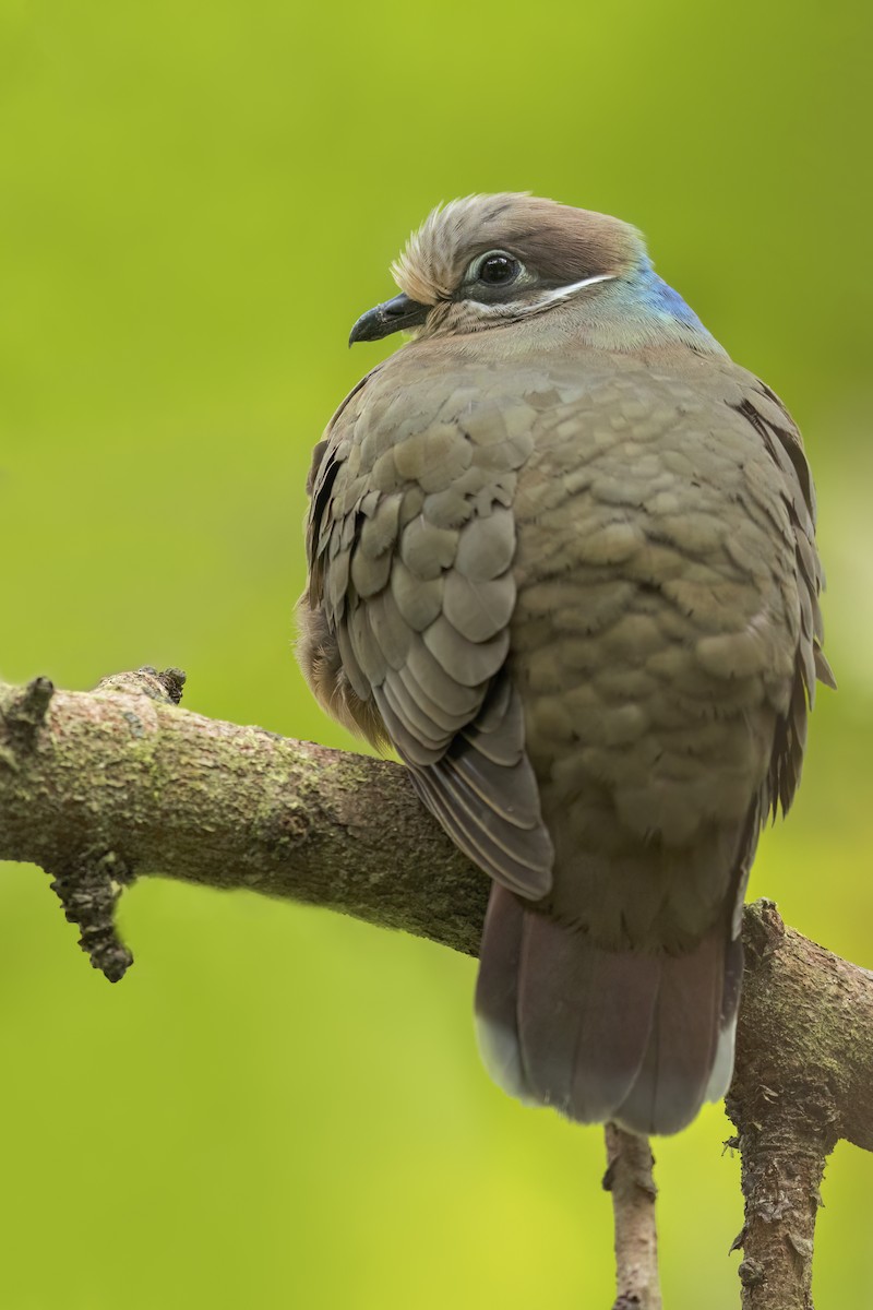 White-eared Brown-Dove - ML644397460