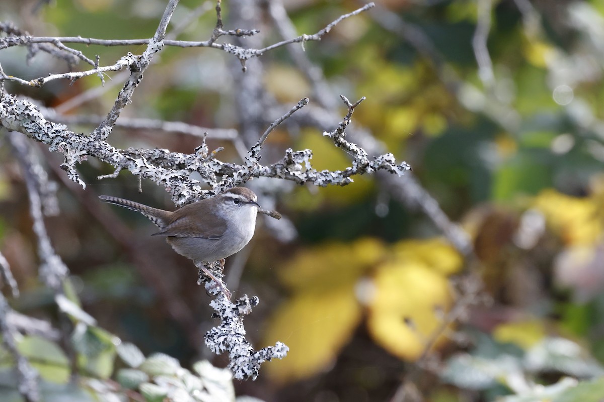 Bewick's Wren - ML644397463