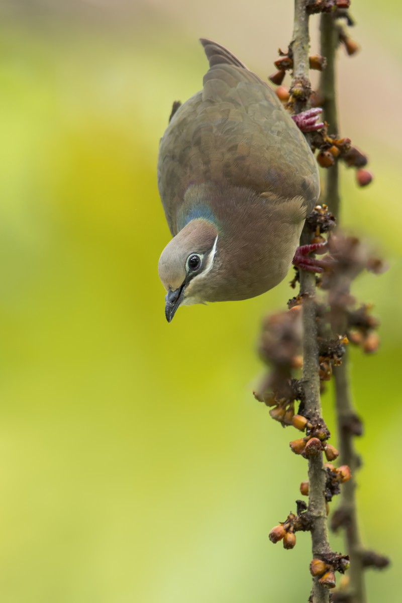 White-eared Brown-Dove - ML644397469