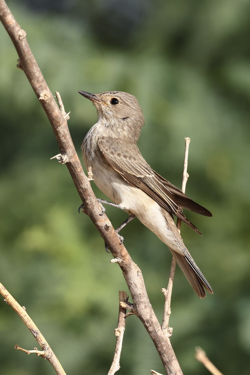 Grauschnäpper - ML644397475