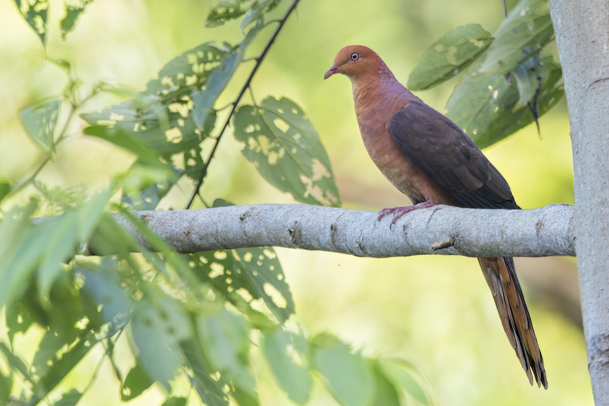 Phasianelle des Philippines - ML644397482