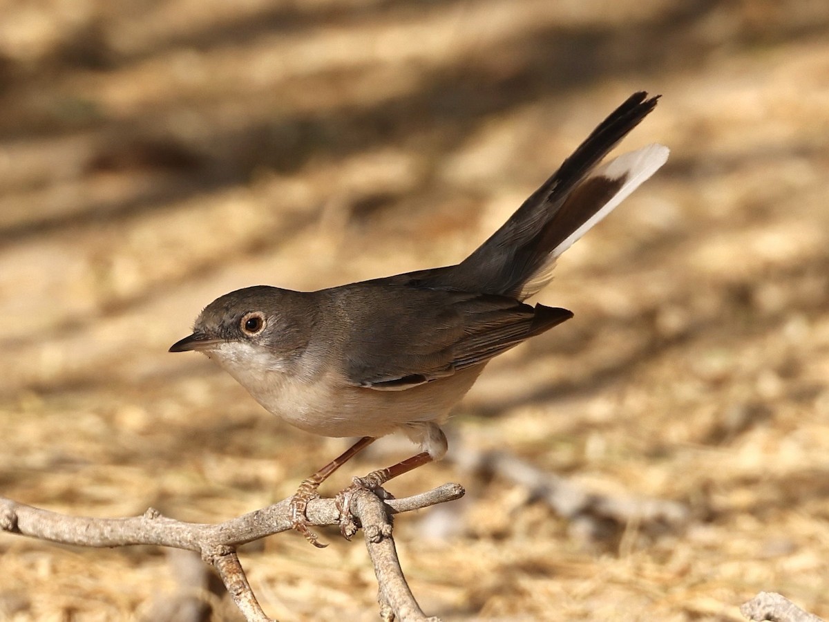 Fauvette de Ménétries - ML644397483