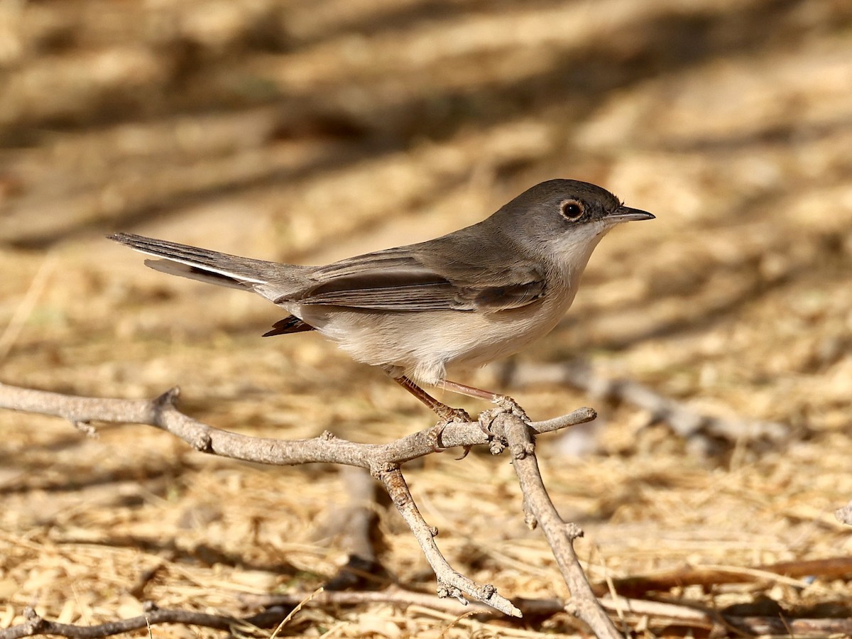 Fauvette de Ménétries - ML644397484