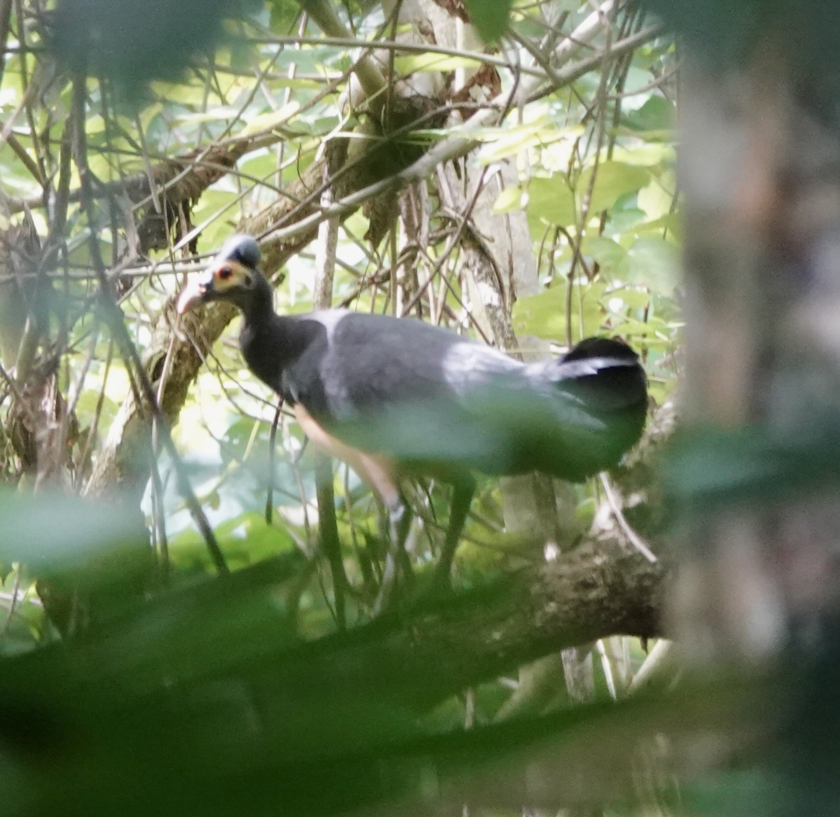 セレベスツカツクリ - ML644397489