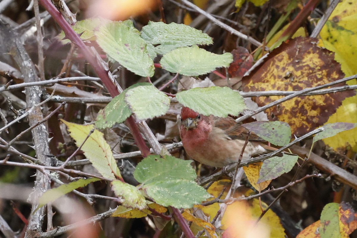 Чечевиця садова - ML644397499