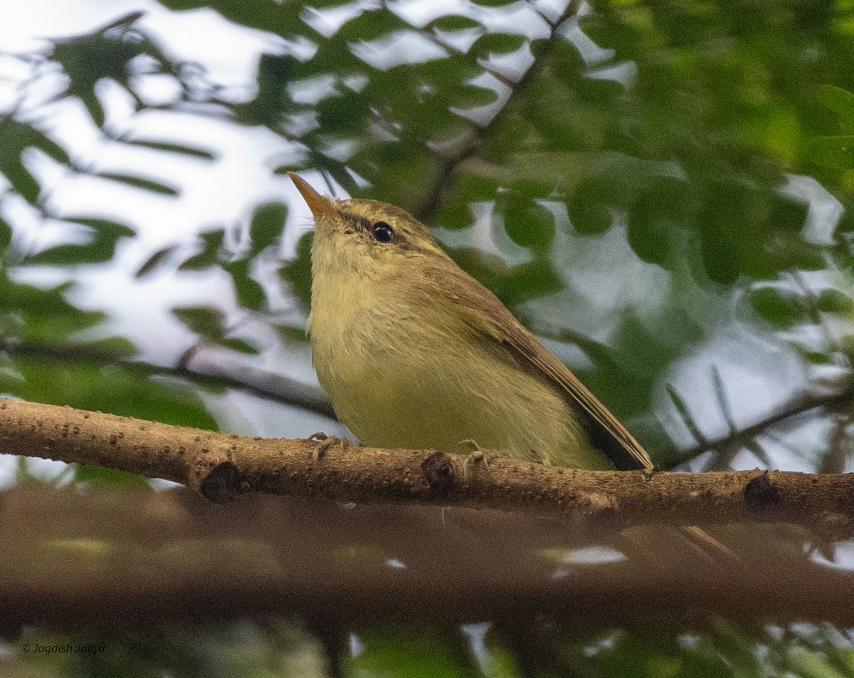 Greenish Warbler - ML644397500