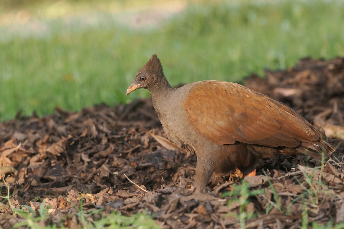 Mégapode de Reinwardt - ML644397502