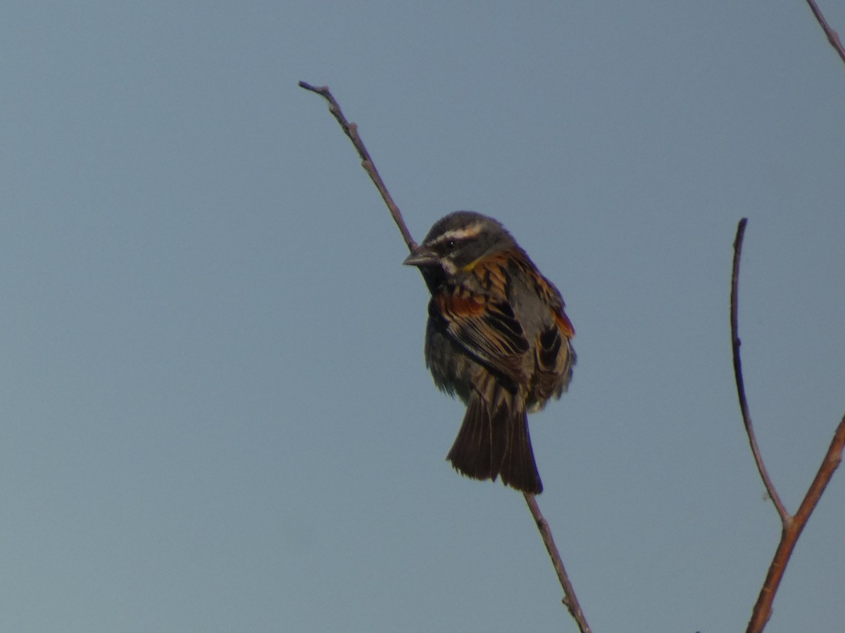 Dead Sea Sparrow - ML644397507