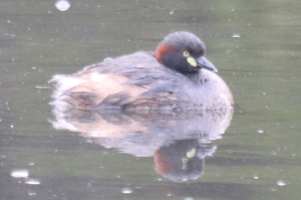 Australasian Grebe - ML644397508