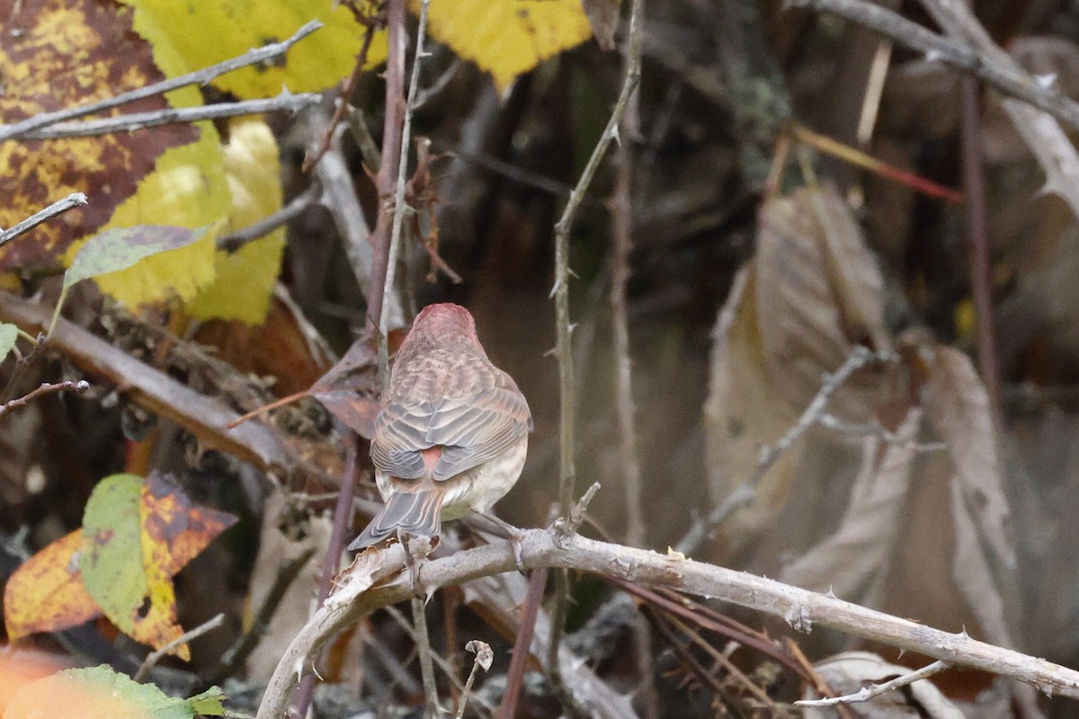 Чечевиця садова - ML644397509