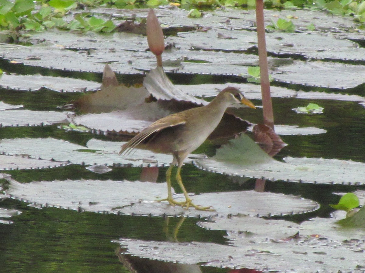 chřástal popelavý - ML644397510