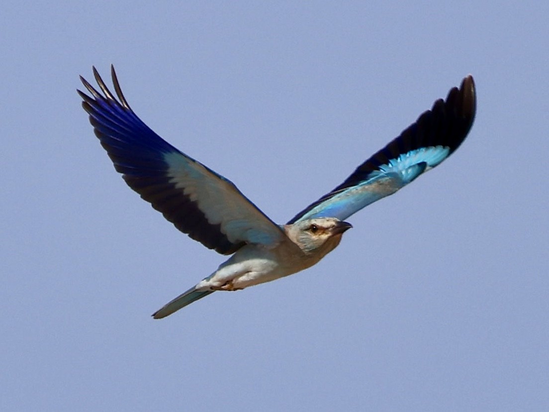 Сиворакша євразійська - ML644397513