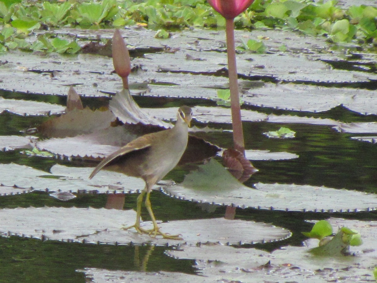 chřástal popelavý - ML644397514