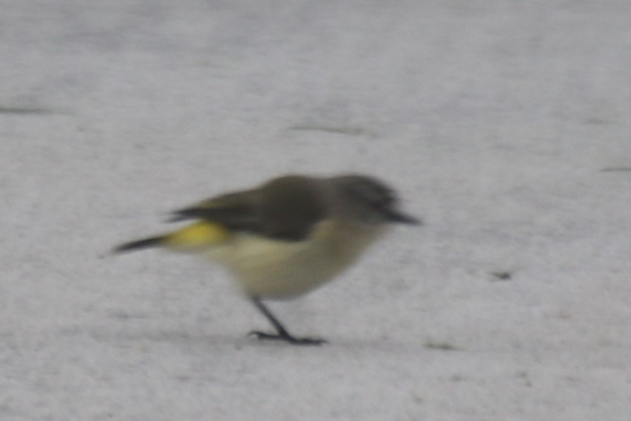Yellow-rumped Thornbill - ML644397517