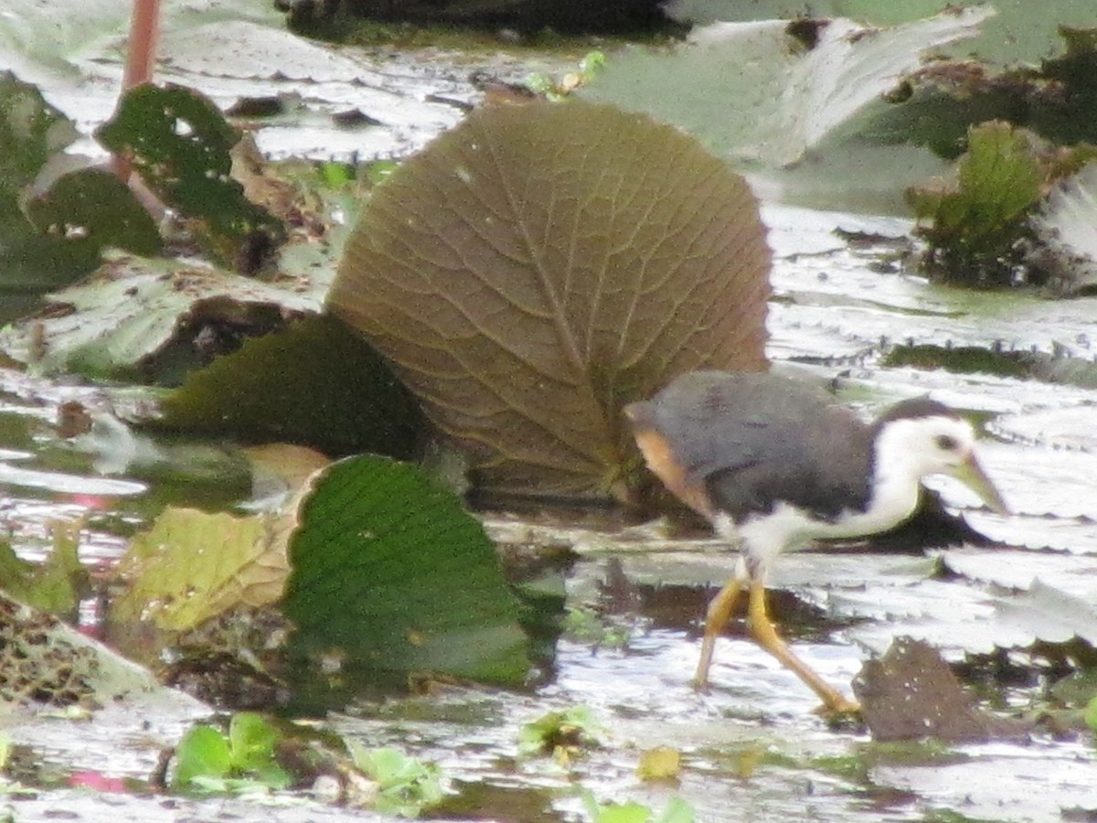 White-breasted Waterhen - ML644397518