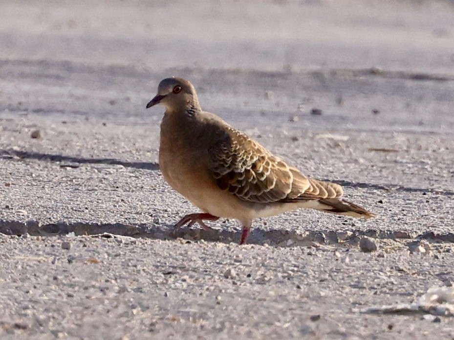 Oriental Turtle-Dove - ML644397526