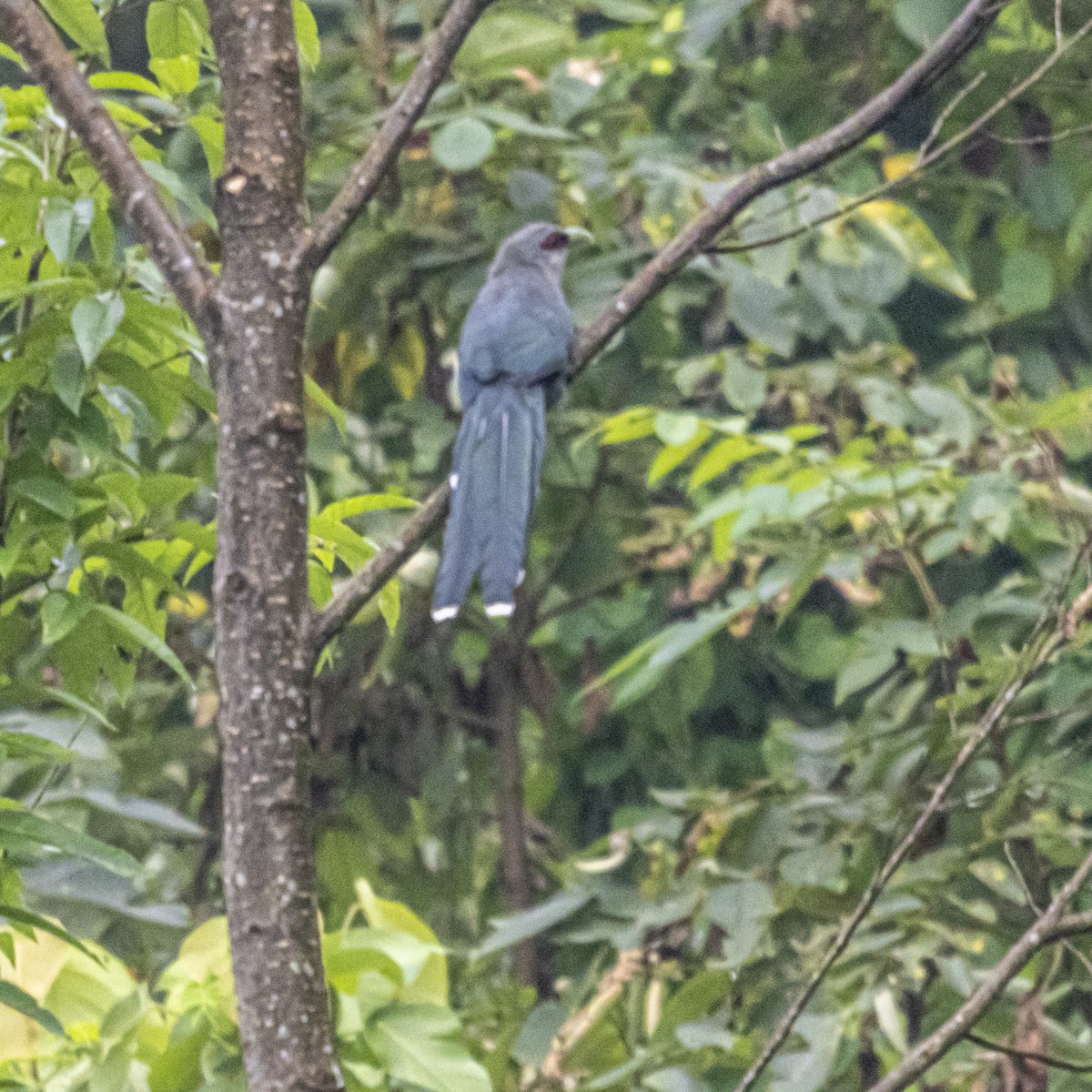 Green-billed Malkoha - ML644397529