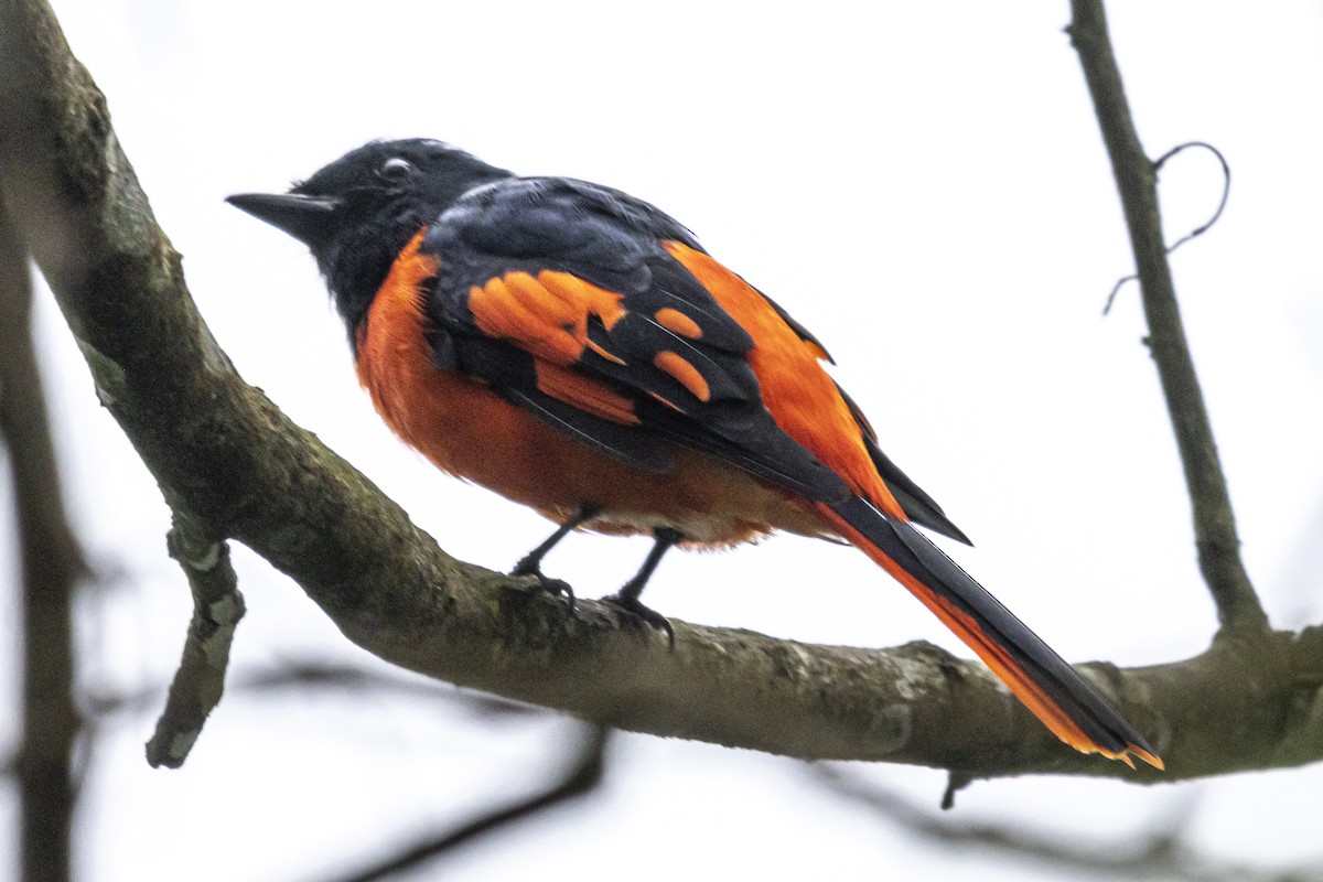 Scarlet Minivet - ML644397532