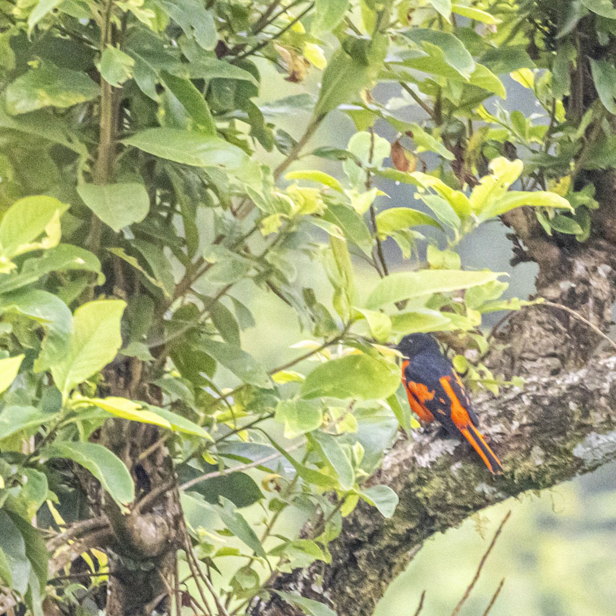 Scarlet Minivet - ML644397539