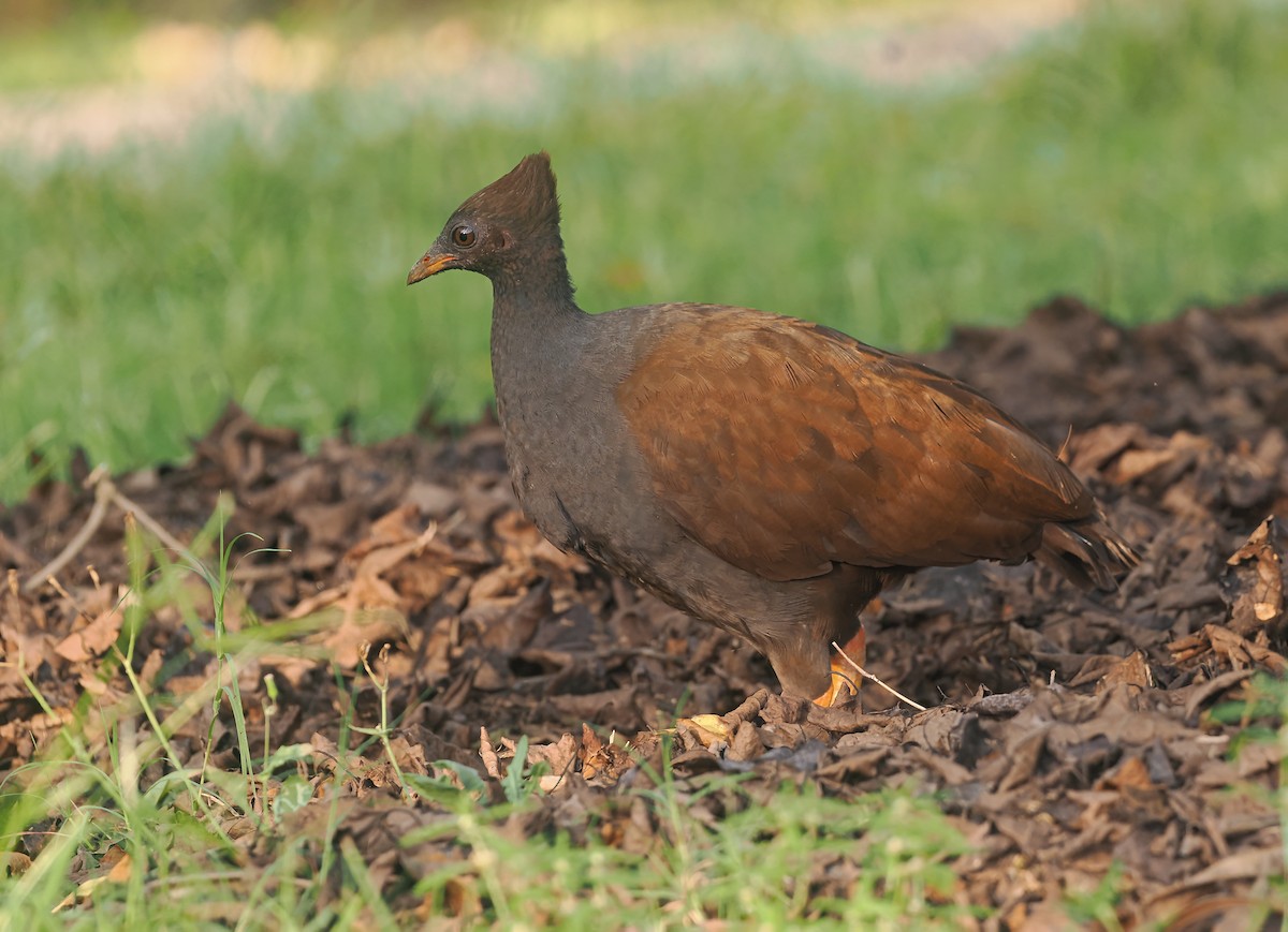 Mégapode de Reinwardt - ML644397541