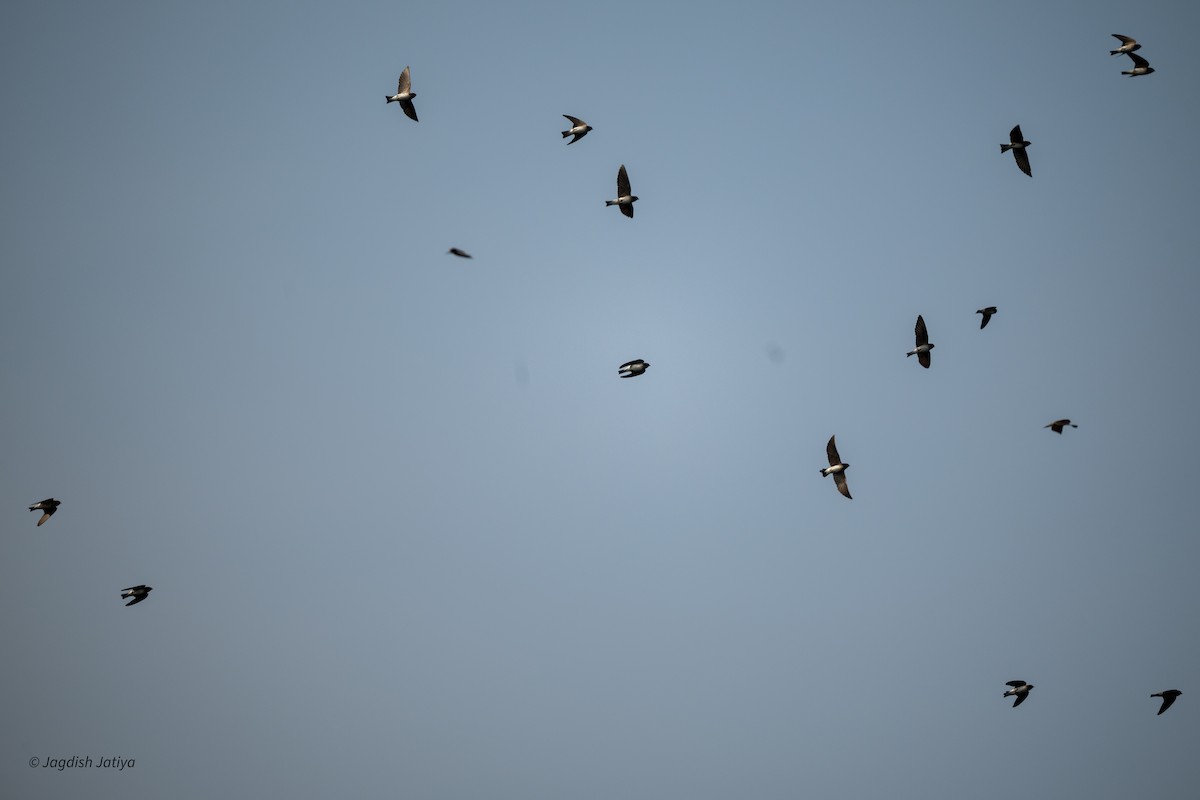 Streak-throated Swallow - ML644397544