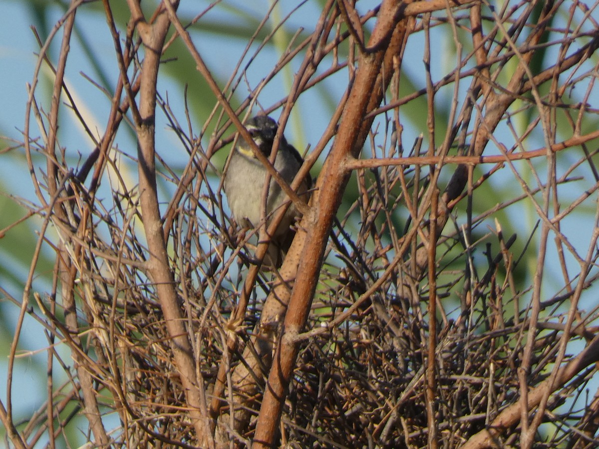 Dead Sea Sparrow - ML644397547