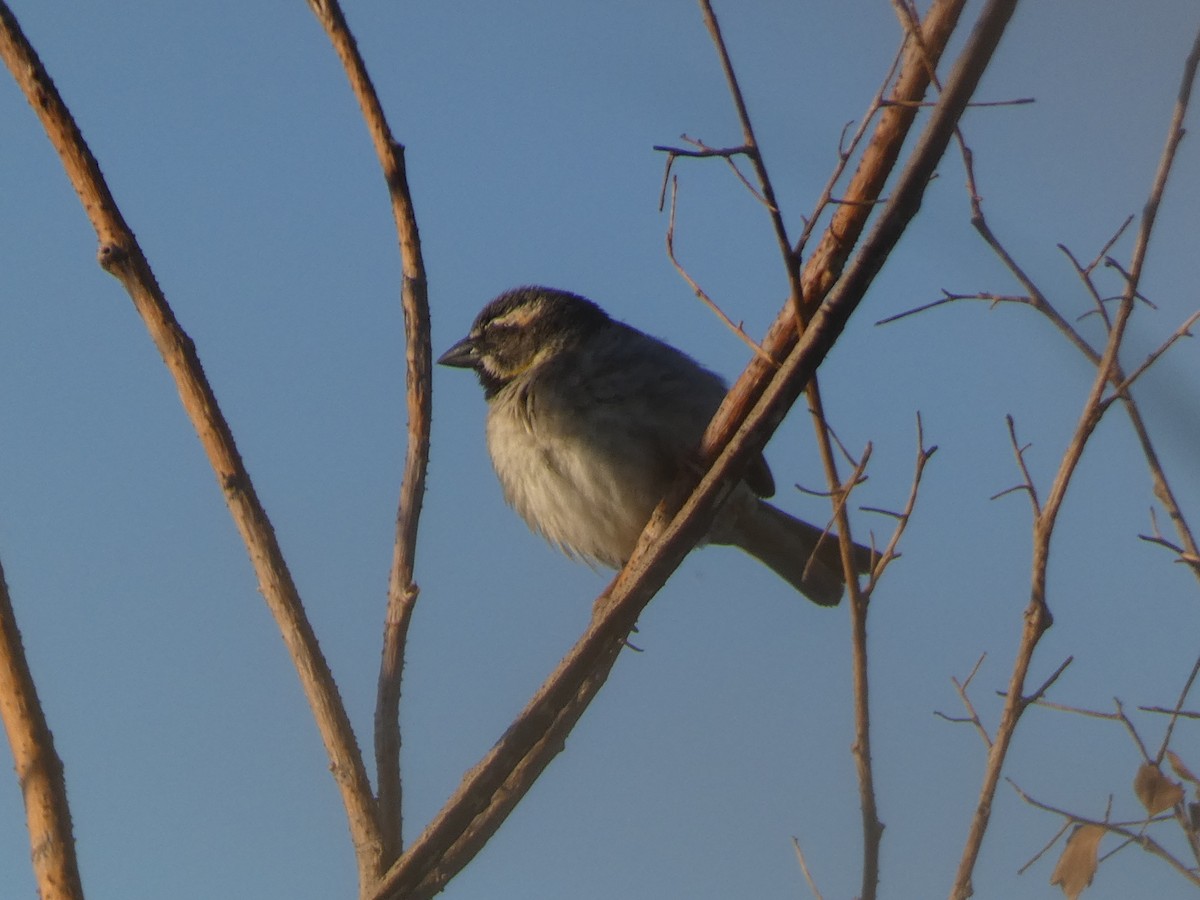Dead Sea Sparrow - ML644397551