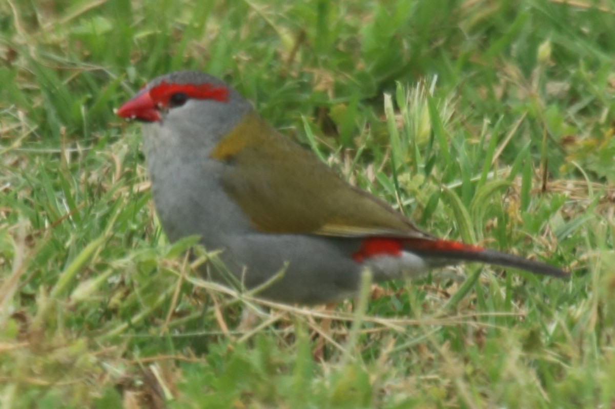 Краснобровая амадина - ML644397552