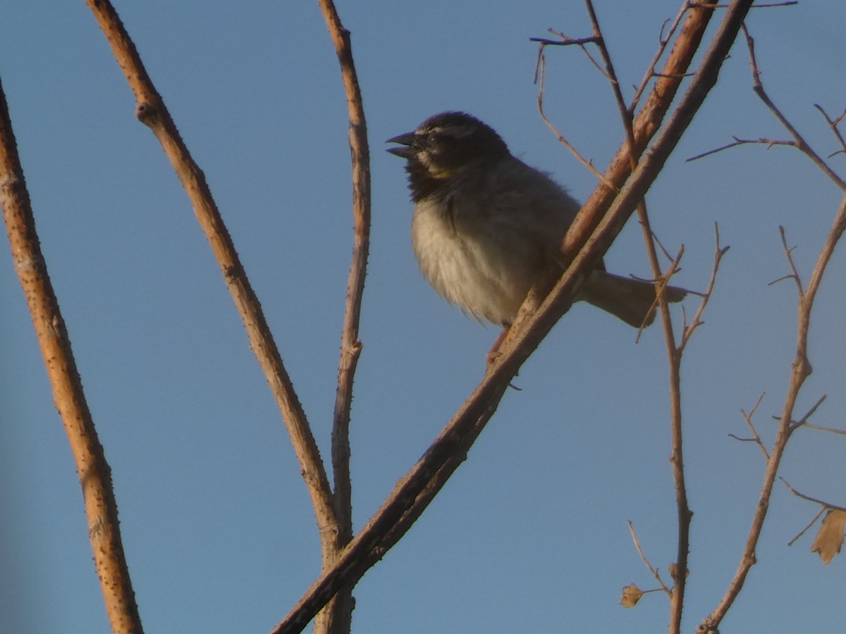 Dead Sea Sparrow - ML644397553