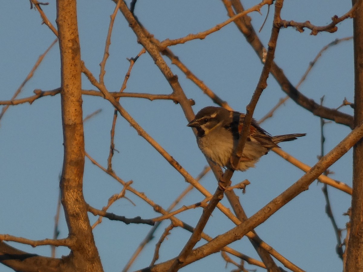 Dead Sea Sparrow - ML644397554