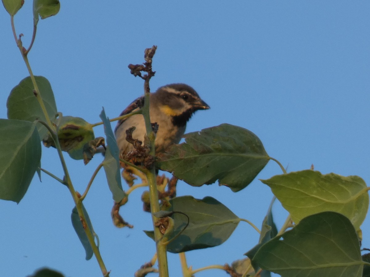 Dead Sea Sparrow - ML644397556