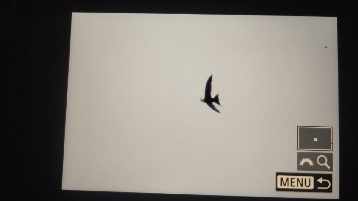 Lesser Swallow-tailed Swift - ML644397563