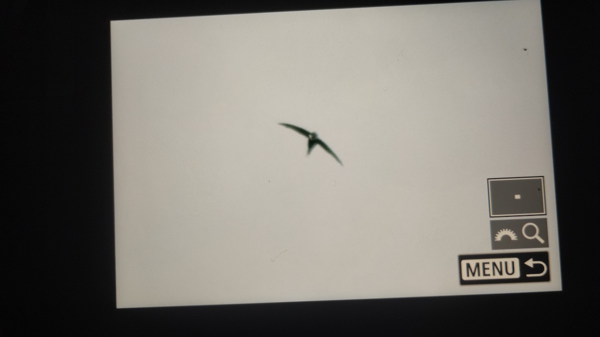 Lesser Swallow-tailed Swift - ML644397564