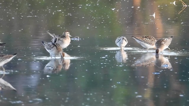 jespák klínoocasý - ML644397591