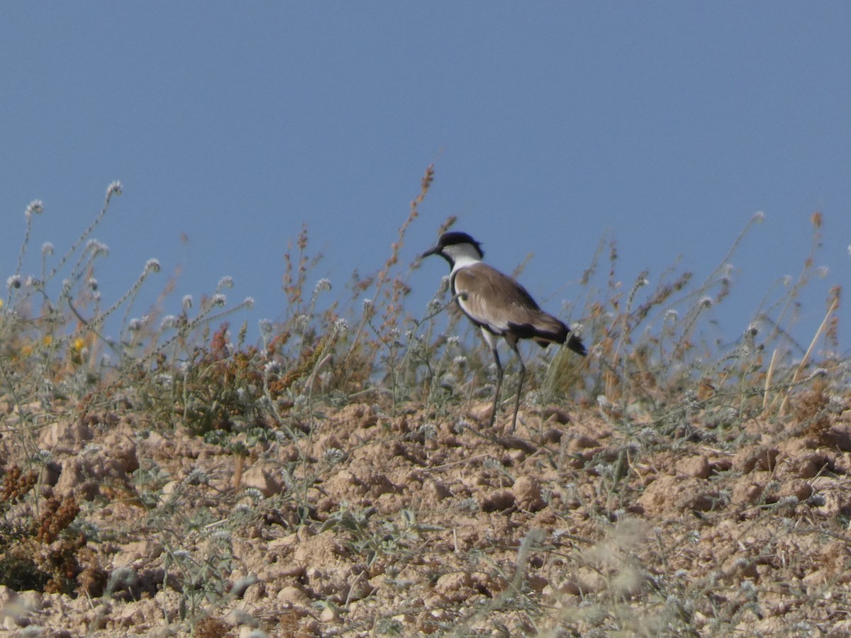 Vanneau à éperons - ML644397594