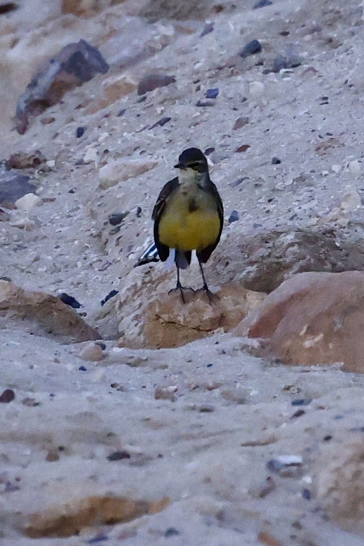 gulerle - ML644397606