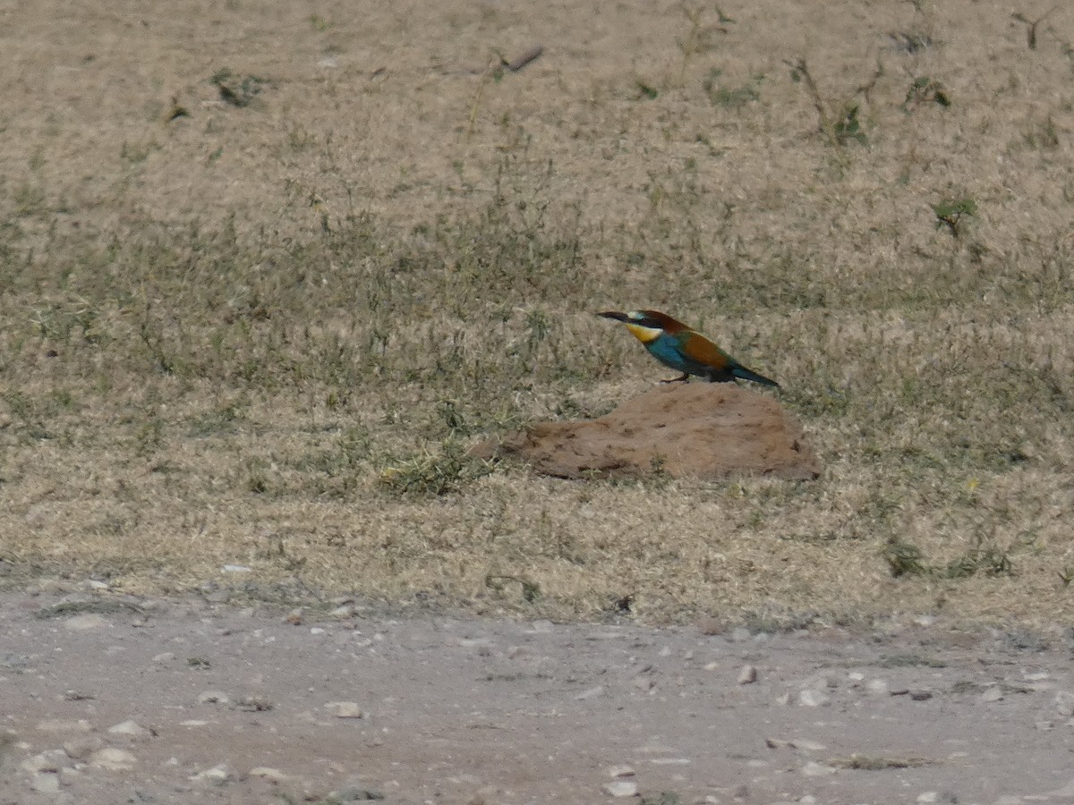 Золотистая щурка - ML644397612