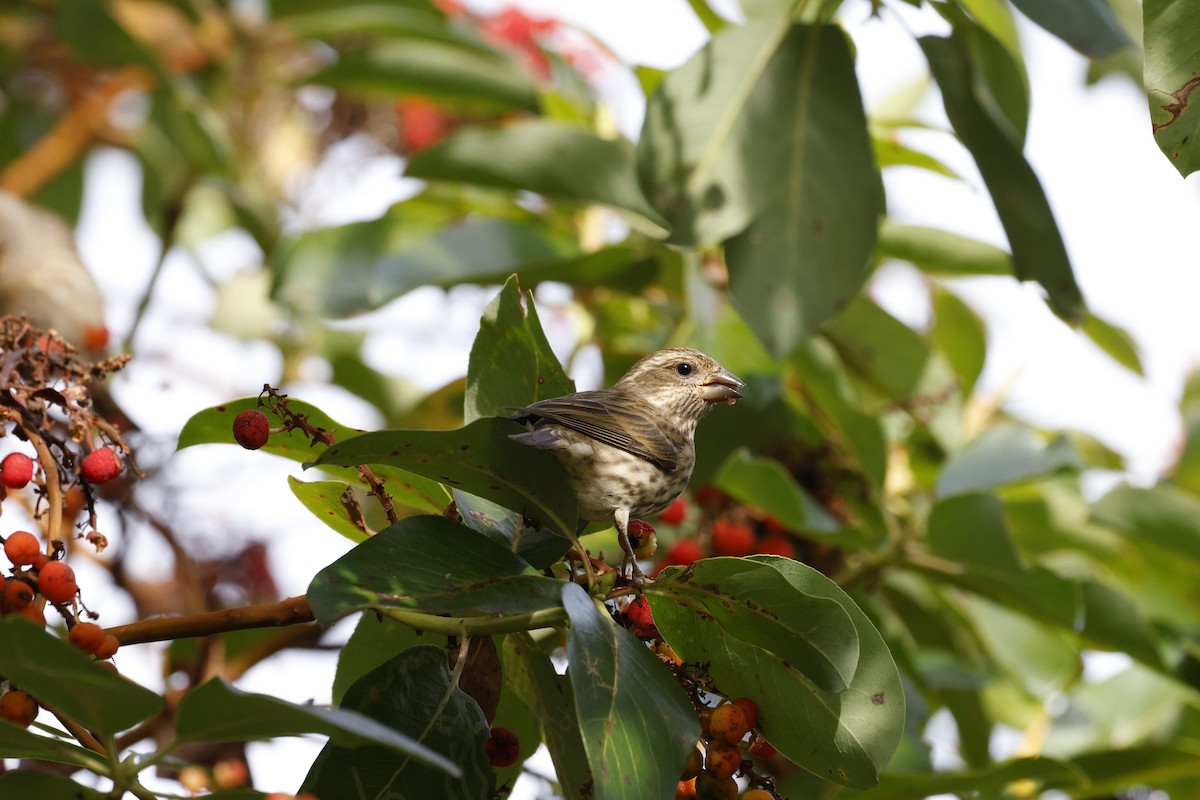 Чечевиця садова - ML644397614
