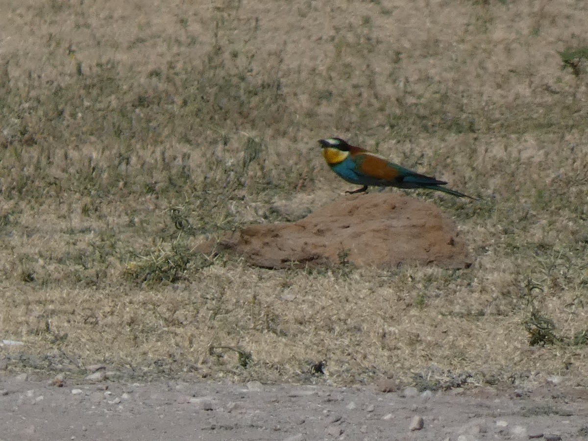 Золотистая щурка - ML644397615