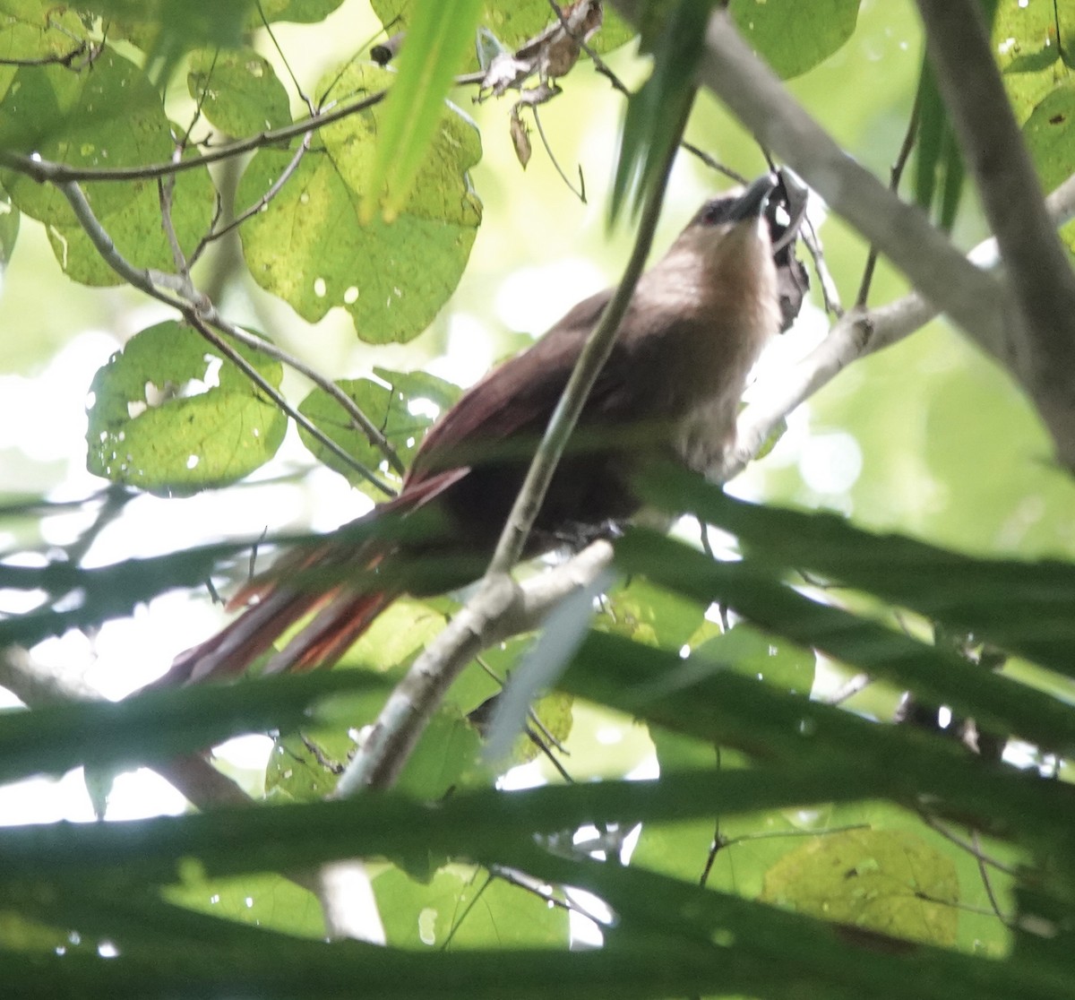 Bay Coucal - ML644397620