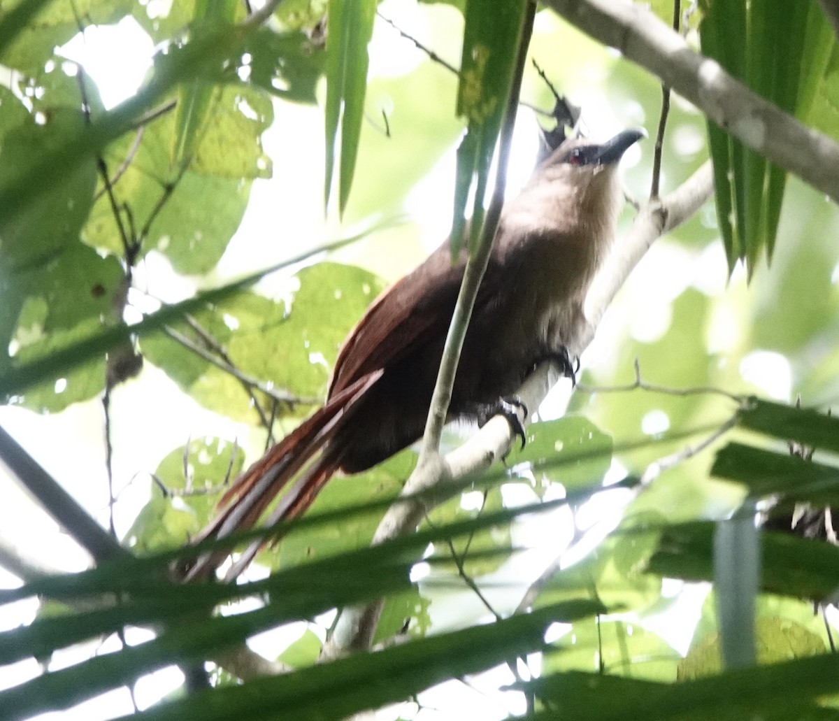 Bay Coucal - ML644397621