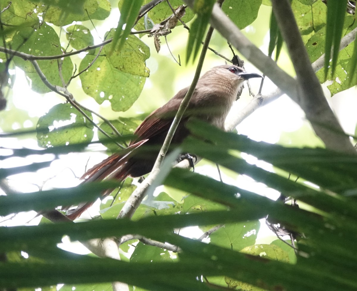Bay Coucal - ML644397622