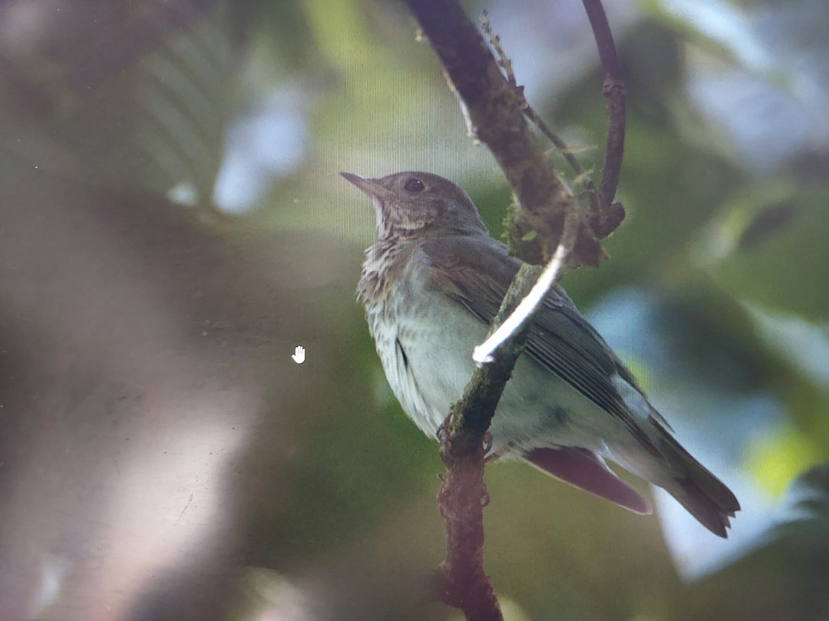 Grive à joues grises - ML644397626