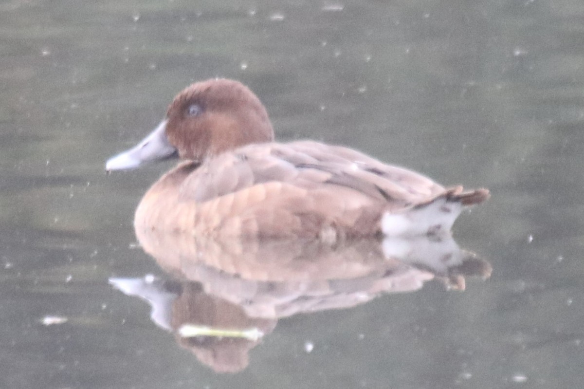 Hardhead - ML644397636