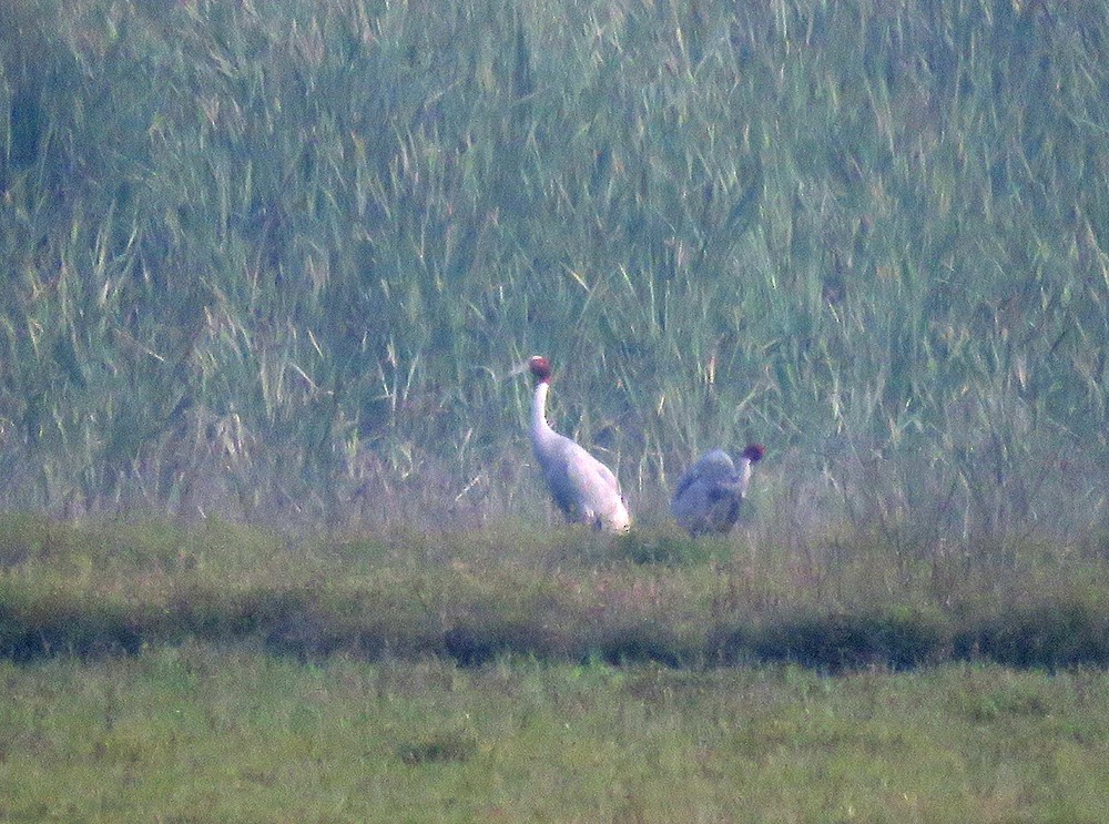 Sarus Crane - ML644397637