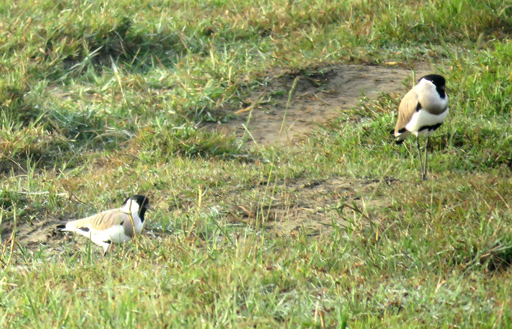 River Lapwing - ML644397639