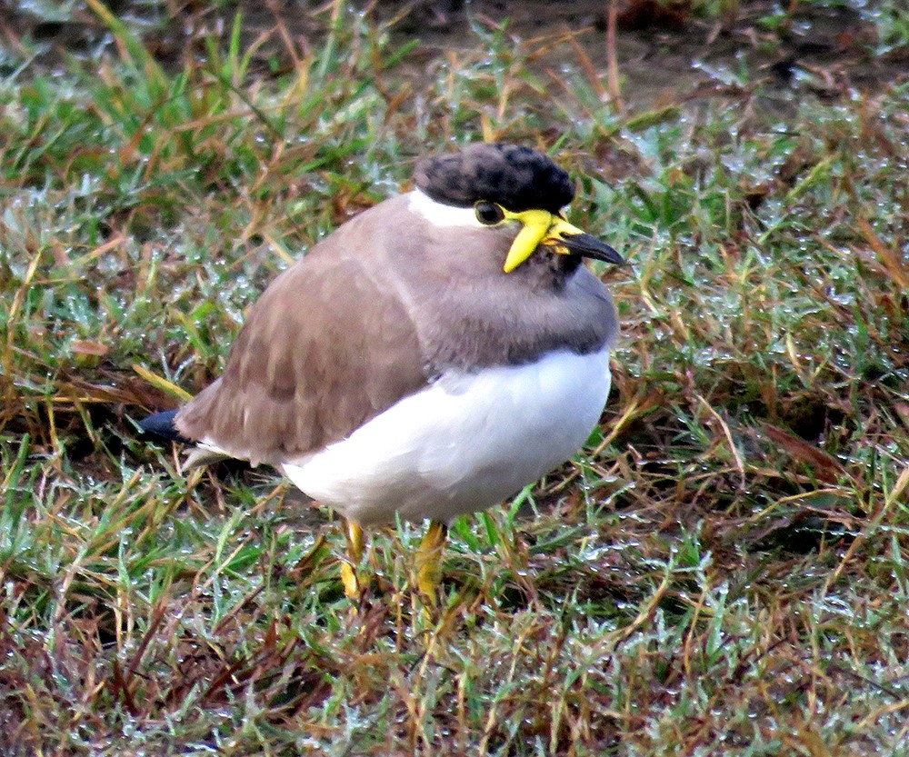 Yellow-wattled Lapwing - ML644397642