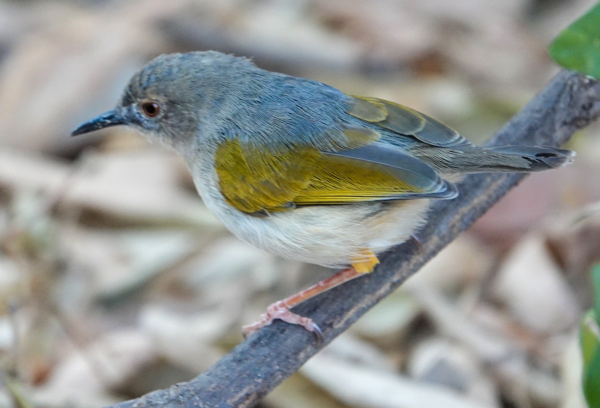 Yeşil Sırtlı Kamaropter [brevicaudata grubu] - ML644397643